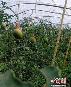 吃瓜群众中40万,揭秘网络舆论背后的真相