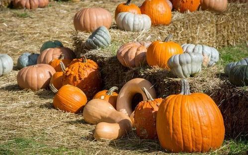 吃瓜群众红薯干,吃瓜群众的甜蜜诱惑