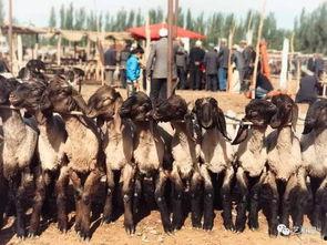 山东朝阳区吃瓜群众事件,网络舆论下的社会现象解析