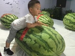 曲阳大瓜吃瓜群众事件,吃瓜群众热议事件背后的真相与反思